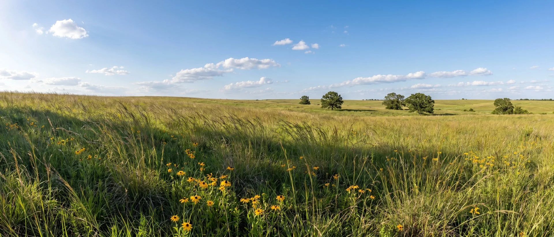 Wide rural landscape — rolling fields under a blue sky with scattered cumulus clouds, evoking the open, low-profile setting around the campus
